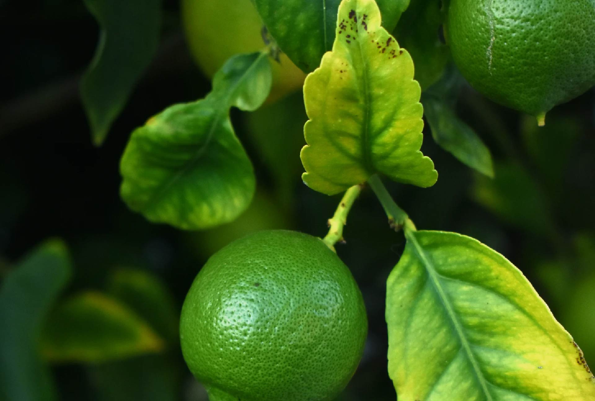 limes | the urban juicer - nashville health food and juices